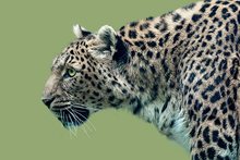 Amurleopard