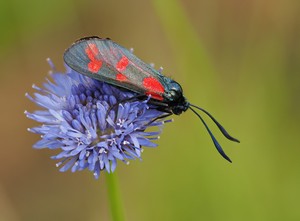 Sechsfleck-Widderchen (Zygaena filipendulae)