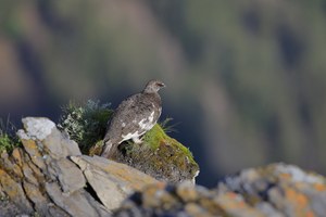 Alpenschneehuhn