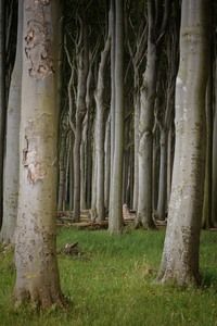 Nienhäger Gespensterwald