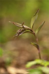 Violette Stendelwurz im Aufblühen