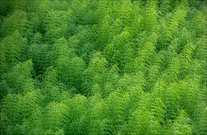 Urwald aus der Vogelperspektive