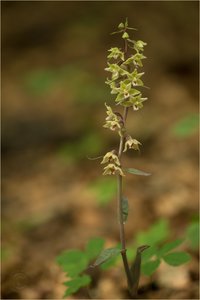 Violette Stendelwurz (Epipactis purpurata)