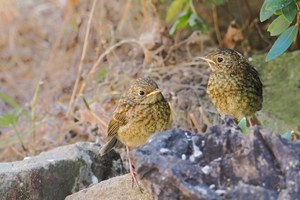 Geschwister bei den Rotkehlchen,
