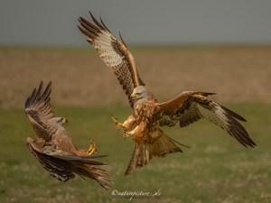 Stress zwischen Rot und Schwarz