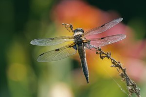 Mit ein wenig Geduld...