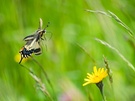 Schwalbenschwanz im Anflug