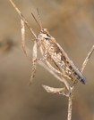 Acrotyles longipes (Charpentier, 1845) Ödlandschrecke
