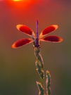 ~ Propeller ~