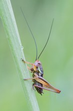 Larve der Beißschrecke