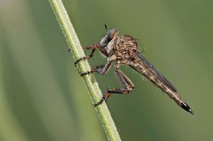 Kleine Raubfliege