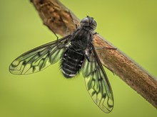 Miltogramma oestraceum/Satellitenfliege