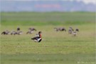 Rothalsgans (Branta ruficollis)