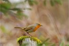 Rotkehlchen (Erithacus rubecula)