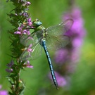 Anax Imperator