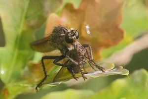 Doppeltes Portrait ,Raubfliege mit Opfer