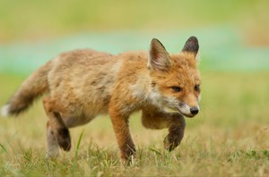 Kleiner Fuchs ganz nahe