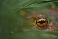 Versteckt