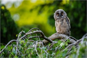 Auf der Hängebirke