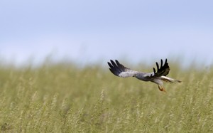 Wiesenweihe