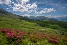 Das Tal der Alpenrosen