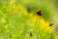 Schwarzes Männertreu ( Gymnadenia rhellicani )