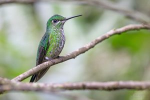 Grünstirn-Brillantkolibri ♀