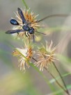 Stahlblauer Grillenjäger (Isodontia mexicana)