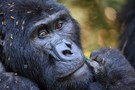 Berggorrilla im Regenwald von Uganda