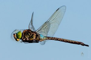 kleine Königslibelle im Flug