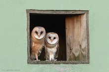 Zwei Schleiereulen am Fenster