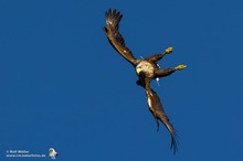 Seeadler (Haliaeetus albicilla)