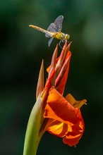 Heidelibelle auf Canna