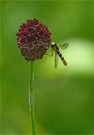 Langbauch-Schwebfliege