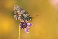 Schachbrett auf Blüte zum SU