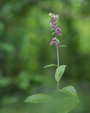 Breitblättrige Stendelwurz (Epipactis helleborine)