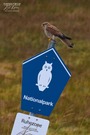 "Vogelwart" auf Arbeit!