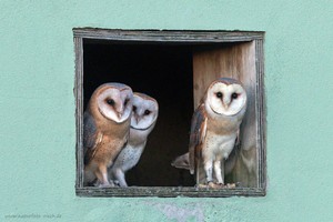 Drei Schleiereulen am Fenster