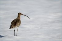 Im Schnee angekommen
