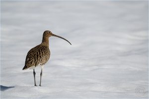 Im Schnee angekommen