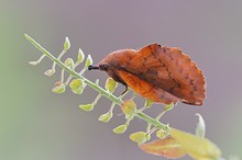 die Kupferglucke (Gastropacha quercifolia)