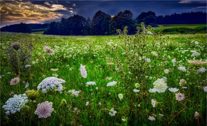 Blumenwiese ...