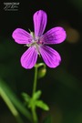 Leuchtend Pink