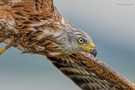 Wet Red Kite