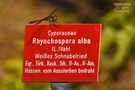 Eine Schildbürgerin