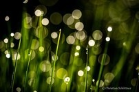 Bubbles