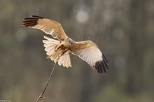 Rohrweihe beim Nestbau