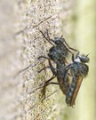 Gemeine Raubfliege ( tolmerus atricapillus )