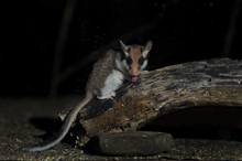 Die Gartenschläfer (Eliomys quercinus)