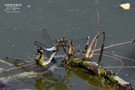 Kurze Rast beim Hochzeitsflug